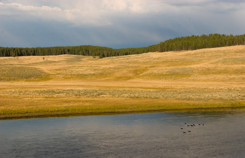 Canadian Geese In Yellowstone River